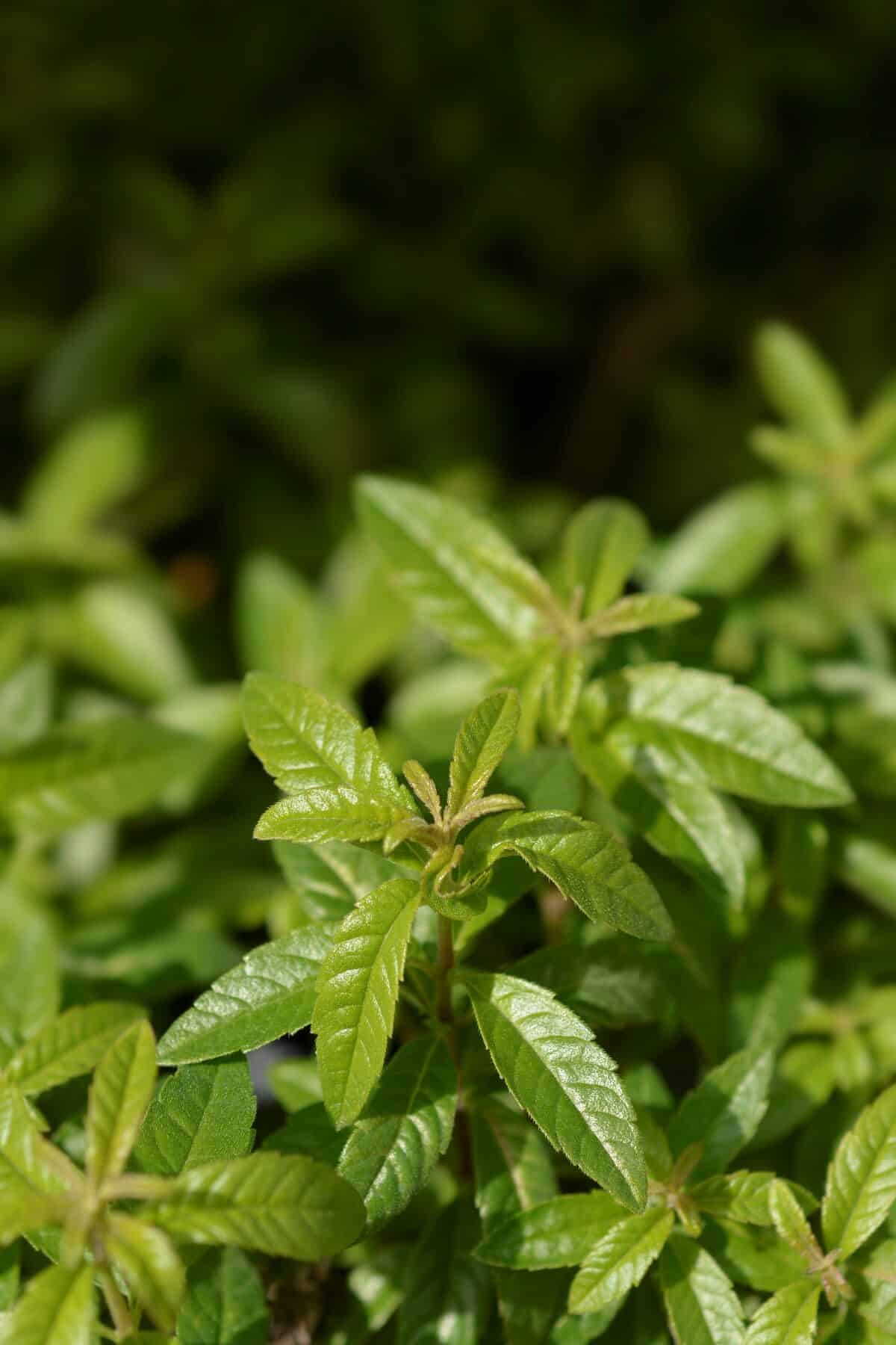 ¿Necesitas un sustituto de la menta? Aquí están los 8 mejores productos de reemplazo ¿Necesitas un sustituto de la menta? Aquí están los 8 mejores productos de reemplazo