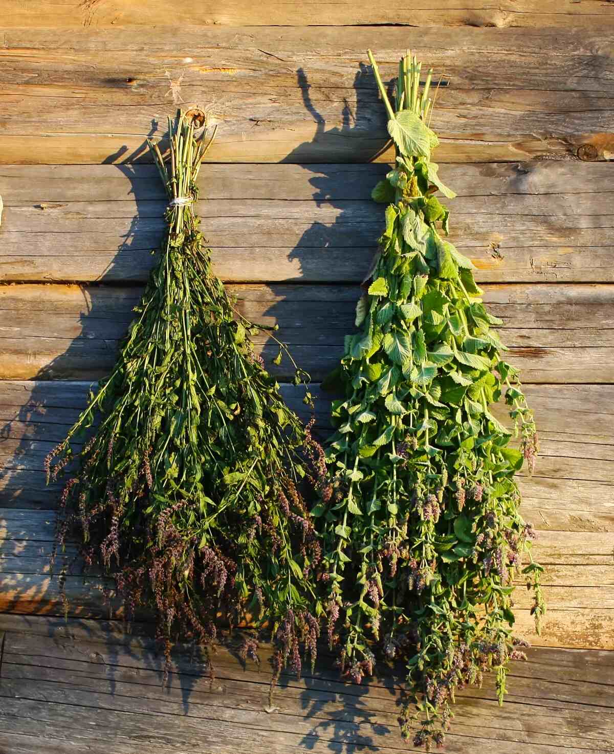 ¿Necesitas un sustituto de la menta? Aquí están los 8 mejores productos de reemplazo ¿Necesitas un sustituto de la menta? Aquí están los 8 mejores productos de reemplazo