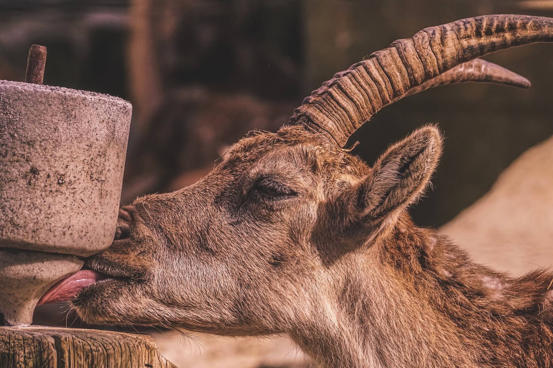 Los beneficios de los lamidos de sal para mascotas y animales de granja