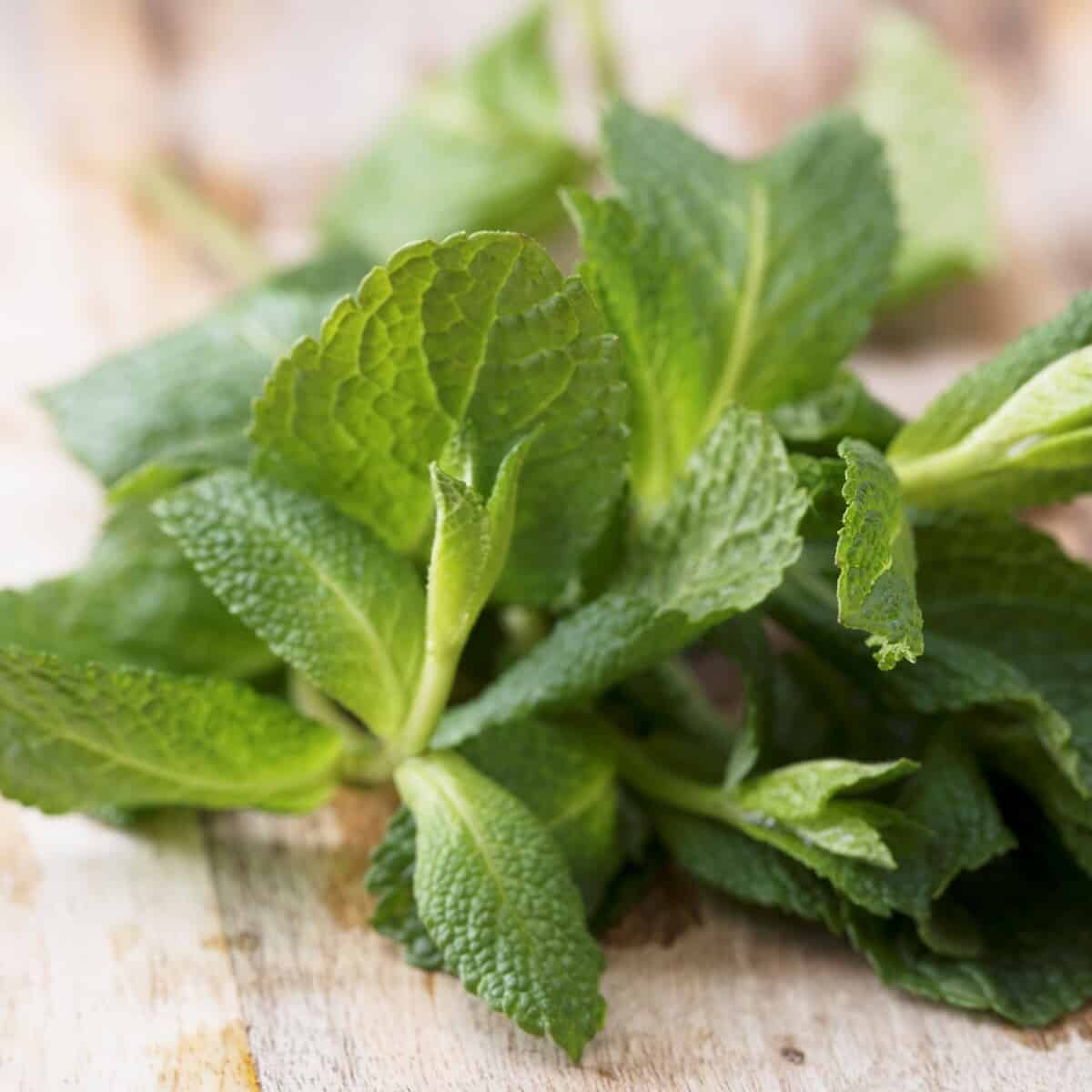 ¿Necesitas un sustituto de la menta? Aquí están los 8 mejores productos de reemplazo ¿Necesitas un sustituto de la menta? Aquí están los 8 mejores productos de reemplazo